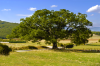 Old oak tree - Nottoria - Norcia