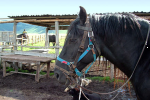 <p>Maneggio - Cavallo</p>
