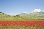 Paesaggi della Valnerina. Norcia, l`Altipiano di Castelluccio