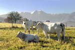 Landscapes of Valnerina. Cascia, the Plateau of Chiavano