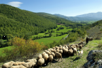 La Valnerina. Paesaggi a quattro zampe 2