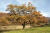 Old oak tree - Nottoria - Norcia