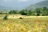 Work in the fields - Plateau Chiavano - Cascia