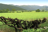 Maple - Fence - Plateau Chiavano - Cascia