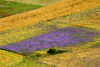 Plateau of Chiavano - Cascia
